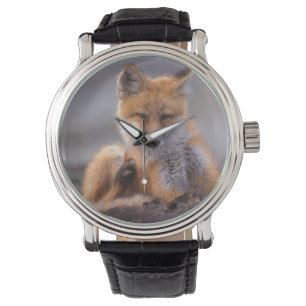 rode vos, Vulpes vulpes, jong krabt zichzelf, Horloge