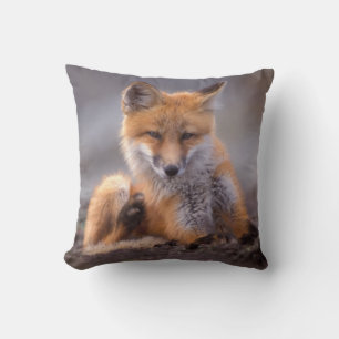rode vos, Vulpes vulpes, jong krabt zichzelf, Kussen