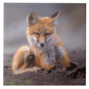 rode vos, Vulpes vulpes, jong krabt zichzelf, Tegeltje