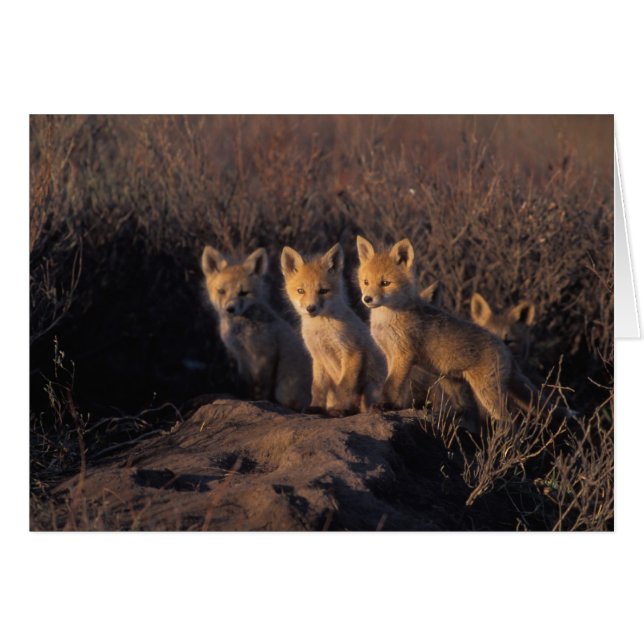 rode vos, Vulpes vulpes, jongen (Voorkant Horizontaal)
