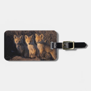 rode vos, Vulpes vulpes, jongen Bagagelabel