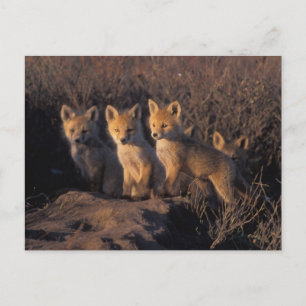 rode vos, Vulpes vulpes, jongen Briefkaart
