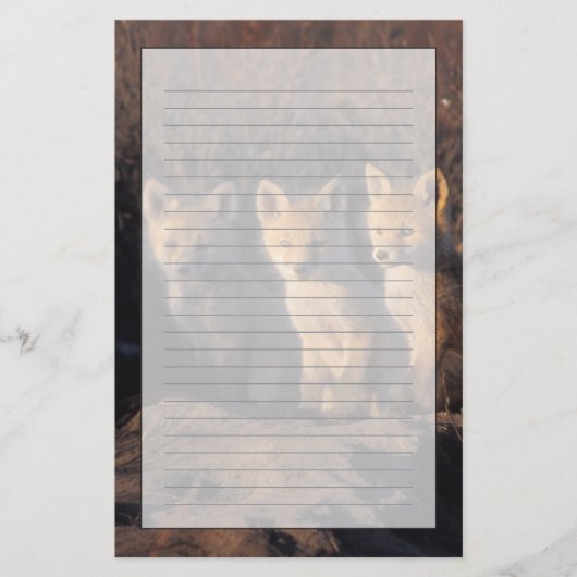 rode vos, Vulpes vulpes, jongen Briefpapier (Voorkant)