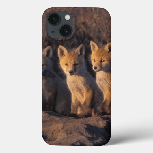 rode vos, Vulpes vulpes, jongen Case-Mate iPhone Case (Achterkant)