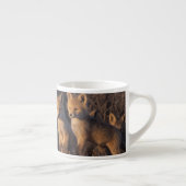 rode vos, Vulpes vulpes, jongen Espresso Kop (Rechts)