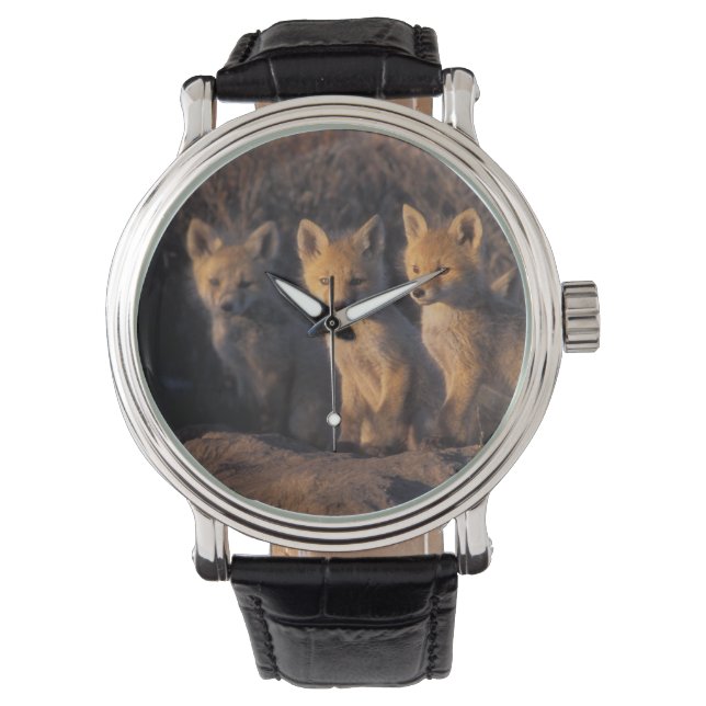 rode vos, Vulpes vulpes, jongen Horloge (Voorkant)