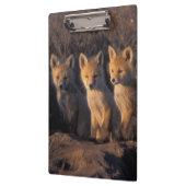 rode vos, Vulpes vulpes, jongen Klembord (Links)