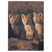rode vos, Vulpes vulpes, jongen Klembord (Achterkant)