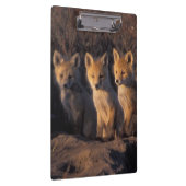 rode vos, Vulpes vulpes, jongen Klembord (Rechts)