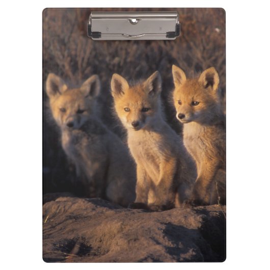 rode vos, Vulpes vulpes, jongen Klembord (Voorkant)