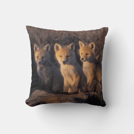 rode vos, Vulpes vulpes, jongen Kussen (Voorkant)