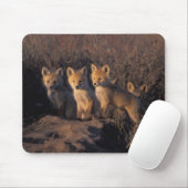 rode vos, Vulpes vulpes, jongen Muismat (Met muis)