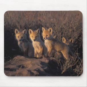 rode vos, Vulpes vulpes, jongen Muismat