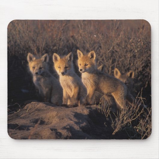 rode vos, Vulpes vulpes, jongen Muismat (Voorkant)
