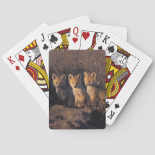 rode vos, Vulpes vulpes, jongen Pokerkaarten