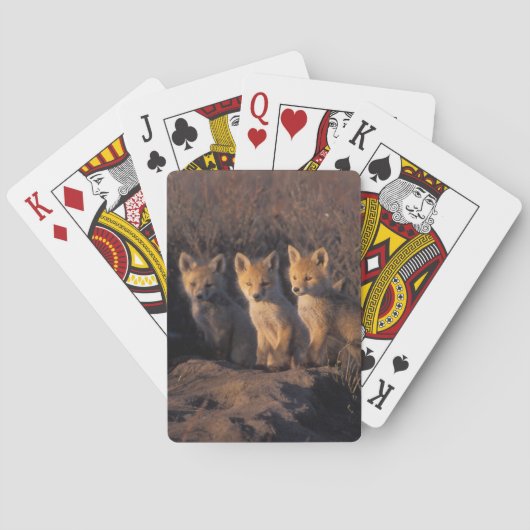 rode vos, Vulpes vulpes, jongen Pokerkaarten (Achterkant)