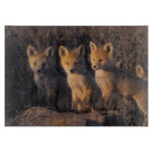 rode vos, Vulpes vulpes, jongen Snijplank (Voorkant)