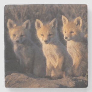 rode vos, Vulpes vulpes, jongen Stenen Onderzetter