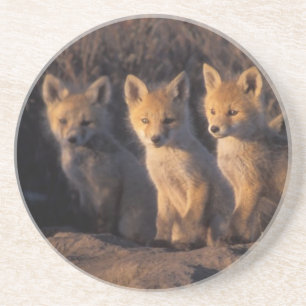 rode vos, Vulpes vulpes, jongen Zandsteen Onderzetter