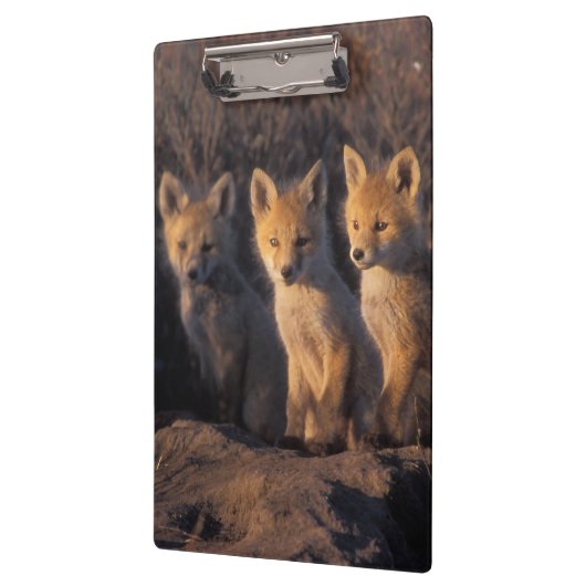 rode vos, Vulpes vulpes, kits Klembord (Links)