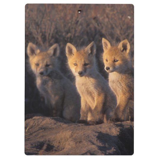 rode vos, Vulpes vulpes, kits Klembord (Achterkant)