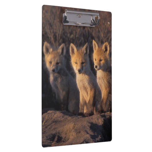 rode vos, Vulpes vulpes, kits Klembord (Rechts)