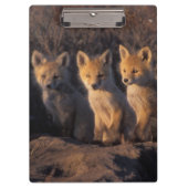 rode vos, Vulpes vulpes, kits Klembord (Voorkant)