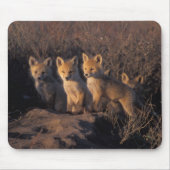 rode vos, Vulpes vulpes, kits Muismat (Voorkant)