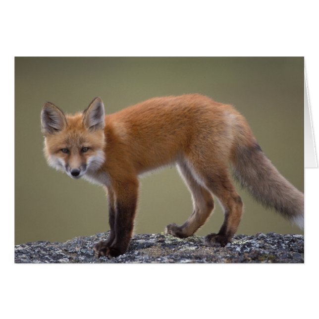 rode vos, Vulpes vulpes, langs het centrale Noord  (Voorkant Horizontaal)