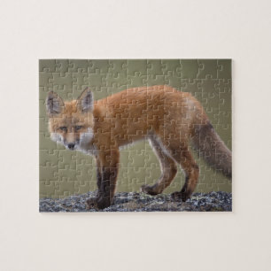 rode vos, Vulpes vulpes, langs het centrale Noord Legpuzzel