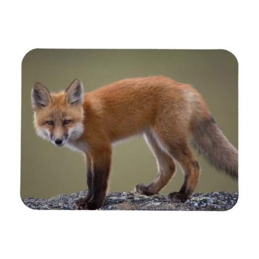 rode vos, Vulpes vulpes, langs het centrale Noord  Magneet (Horizontaal)