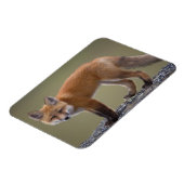 rode vos, Vulpes vulpes, langs het centrale Noord  Magneet (Linkerzijde)