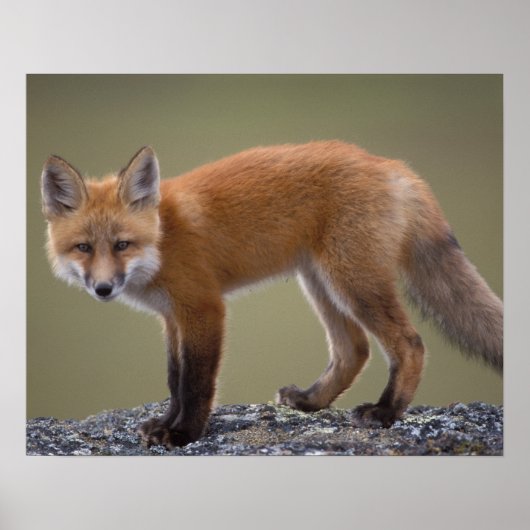 rode vos, Vulpes vulpes, langs het centrale Noord Poster (Voorkant)