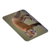 rode vos, vulpes vulpes langs het centrale noorden magneet (Rechterzijde)