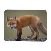 rode vos, vulpes vulpes langs het centrale noorden magneet (Horizontaal)