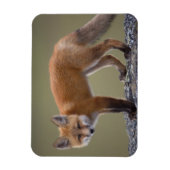 rode vos, vulpes vulpes langs het centrale noorden magneet (Verticaal)