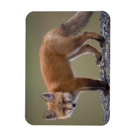 rode vos, vulpes vulpes langs het centrale noorden magneet (Verticaal)