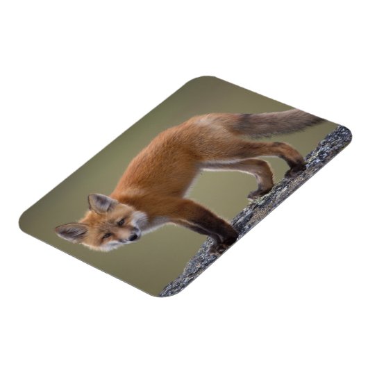 rode vos, vulpes vulpes langs het centrale noorden magneet (Linkerzijde)