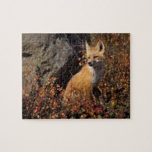 rode vos, Vulpes vulpes Legpuzzel (Horizontaal)
