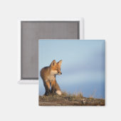 rode vos, Vulpes vulpes Magneet (Voorkant / Achterkant)