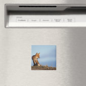 rode vos, Vulpes vulpes Magneet (Insitu (Vaatwasser))