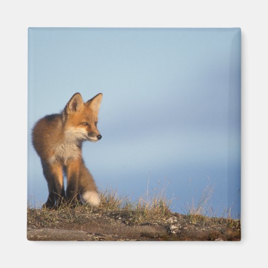 rode vos, Vulpes vulpes Magneet (Voorkant)
