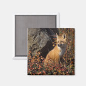 rode vos, Vulpes vulpes Magneet (Voorkant / Achterkant)