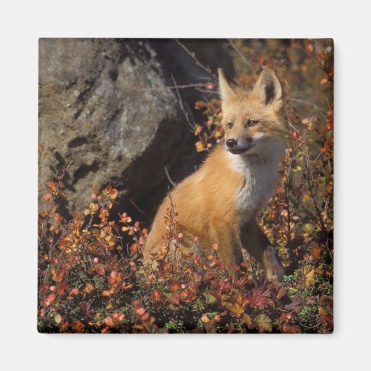 rode vos, Vulpes vulpes Magneet (Voorkant)