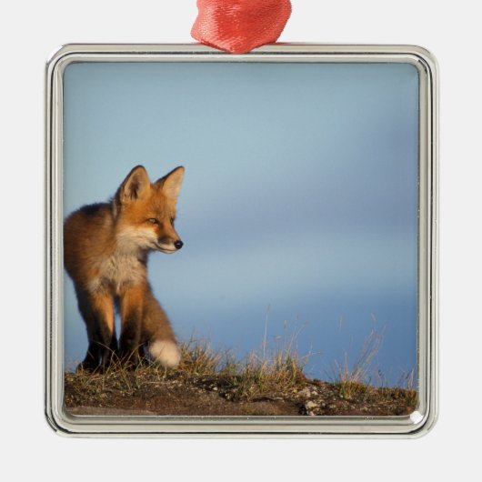 rode vos, Vulpes vulpes Metalen Ornament (Voorkant)