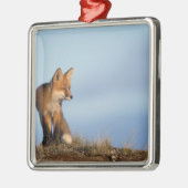 rode vos, Vulpes vulpes Metalen Ornament (Links)