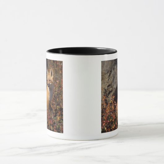 rode vos, Vulpes vulpes Mok (Midden)