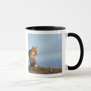 rode vos, Vulpes vulpes Mok