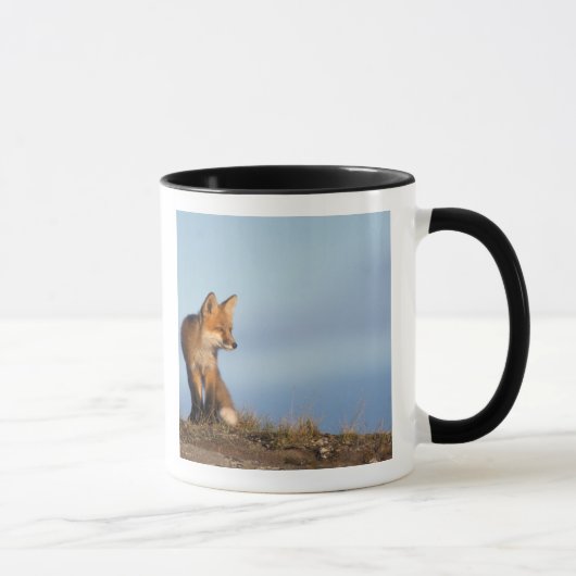 rode vos, Vulpes vulpes Mok (Rechts)