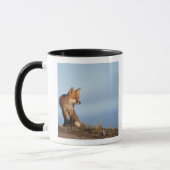 rode vos, Vulpes vulpes Mok (Links)